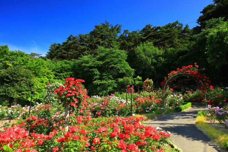 GOSTD R2000 Horticultural Rose Bed Loam Surrey Loams Ltd